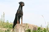 DOBERMANN 103